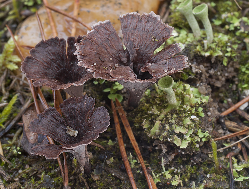 Thelephora caryophyllea